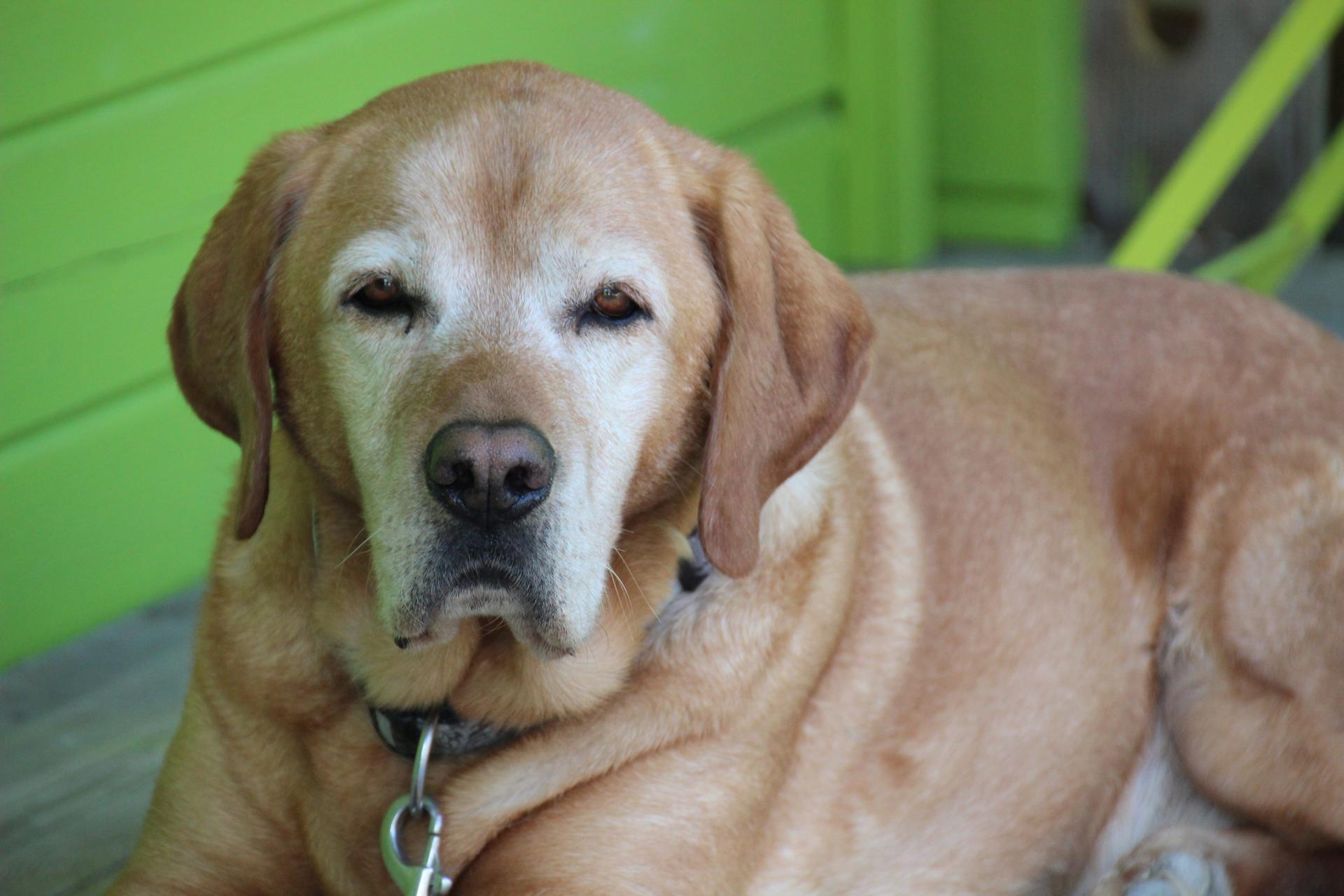 Nutrition et Confort des Animaux Seniors